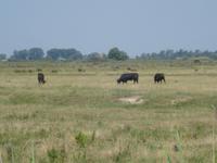 Tag Camargue schwarze Stiere