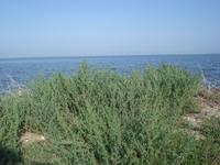 Tag Camargue See von Vaccares