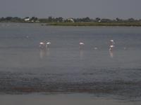 Tag Flamingos