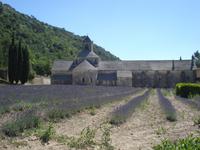 Tag Senanque Abtei mit Lavendelfeld