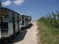 Fahrt durch die Weinfelder