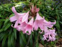 Tag 5 - 9 Insel Jersey - Howard Davis Park in St. Helier (1)