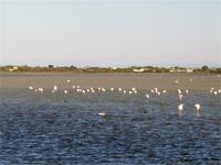 Flamingos in der Camarque