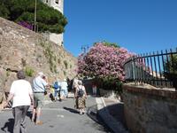 herrliche Blütenpracht