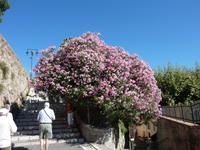 herrliche Blütenpracht