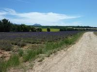 ein Lavendelfeld auf dem Plateau de Valensole