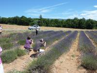 ein Lavendelfeld auf dem Plateau de Valensole