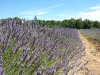 ein Lavendelfeld auf dem Plateau de Valensole