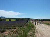 ein Lavendelfeld auf dem Plateau de Valensole
