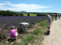 Pause an einem Lavendelfeld