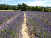 ein Lavendelfeld auf dem Plateau de Valensole