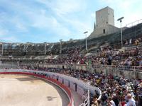 bei den Course Camarguaises