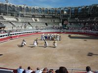 bei den Course Camarguaises