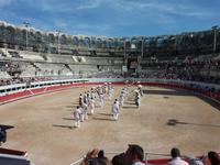 bei den Course Camarguaises