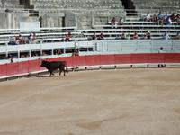 bei den Course Camarguaises