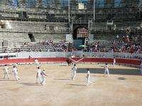 bei den Course Camarguaises