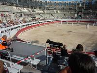 bei den Course Camarguaises