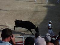 bei den Course Camarguaises