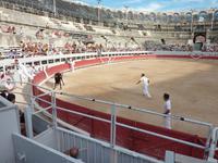 bei den Course Camarguaises
