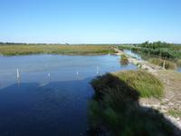 die Camargue
