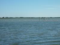 Flamingos in der Camargue