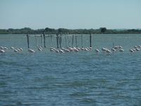 Flamingos in der Camargue