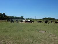 Camargue - schwarze Stiere und weiße Pferde