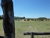 Camargue - schwarze Stiere und weiße Pferde