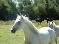 weiße Pferde der Camargue