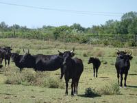 schwarze Stiere in der Camargue