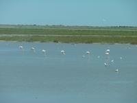 Flamingos in der Camargue