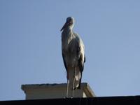 Wer guckt uns denn da auf den Teller?