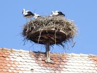 Der Elsass und seine Störche!