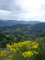 Blick ins Münstertal