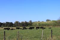 Camargue - Schwarze Stiere