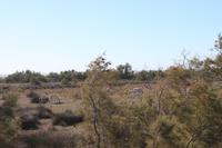 Camargue - Weiße Pferde