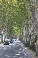 Platanenallee im Regionalpark Luberon