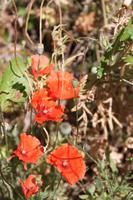 Blumen in Les Baux de Provence
