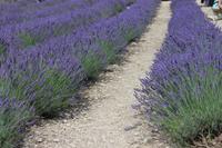 Abtei von Sénanque - 