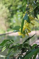 Château de Breuil - Calvadosbrennerei