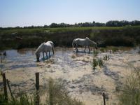 Camargue