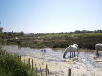 Camargue