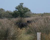 Camargue