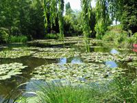 Seerosenteich in Giverny