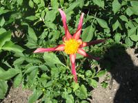 Jardin des Plantes Rouen