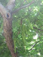 Jardin des Plantes Rouen