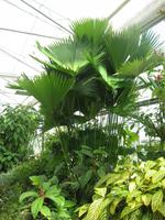 Gewächshaus Le Havre