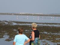 Flamingos in der Camargue