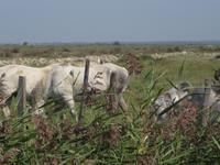 Weiße Pferde der Camargue