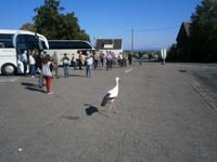 Am Busparkplatz von Riquewihr empfängt uns das Wappentier des Elsaß